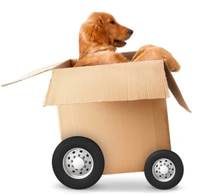 Dog in a car made of cardboard box - fast shipment concepts-1