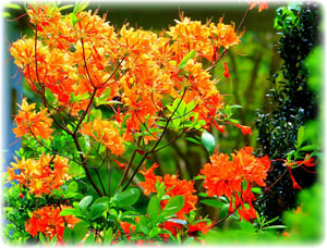 fire azalea.gg