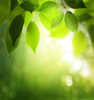 green leaves in sunny forest